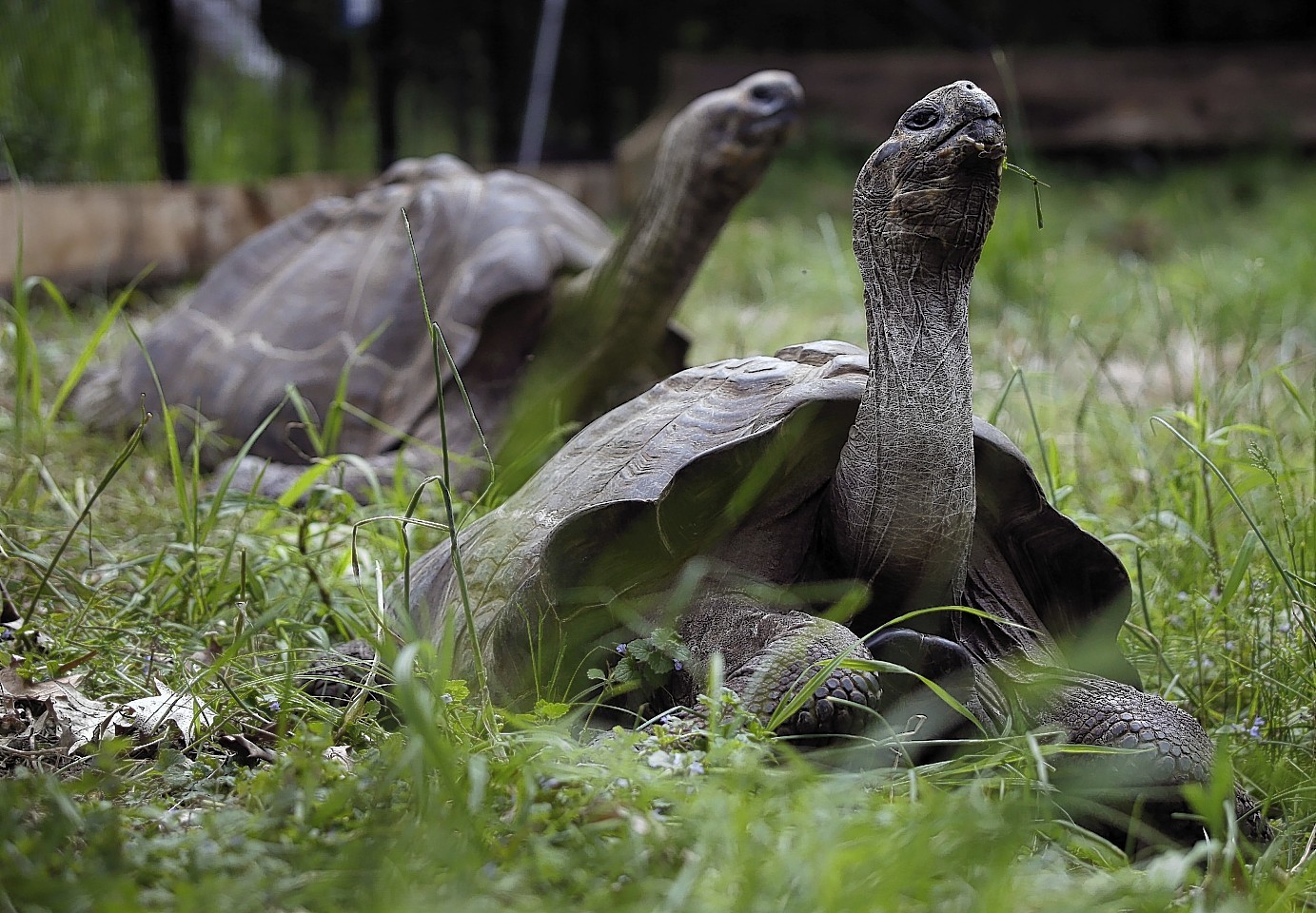 A pair of 20-year-old Galápagos tortoises raise their heads as they wander through their new home at The Pittsburgh Zoo & PPG Aquarium on Thursday